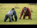 Gorilla vs Orangutan Who is stronger