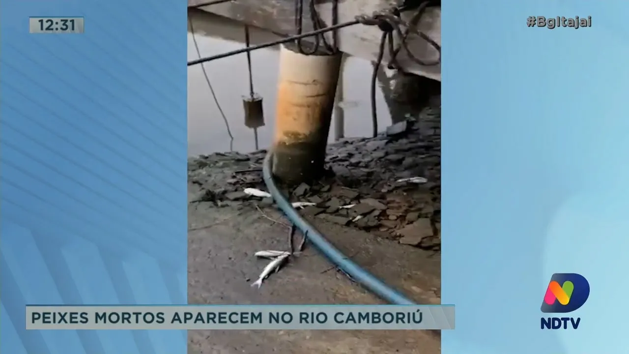 Peixes mortos aparecem no rio Camboriú