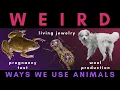 The Strangest Ways We Use Animals