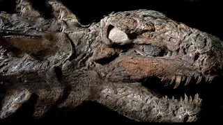 10 Most AMAZING Fossil Discoveries Ever Made