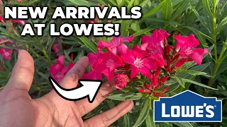 NEW Plant Arrivals at Lowes Late July Inventory
