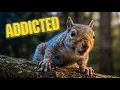 8 Signs Your Squirrel is Addicted to Peanuts