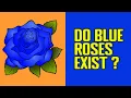 Blue Roses - Do They Really Exist