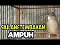 Download Lagu Siulan dan NGEROLL ‼️Burung kapas tembak|Ampuh naikan birahi lawan