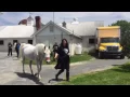Tracey Stewart talks about Lily the horse and her future