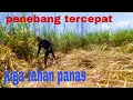 Download Lagu TERBARU !! PENEBANG TEBU TERCEPAT DAN TAHAN LAPAR