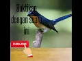 Download Lagu Suara pikat tledekan gunung