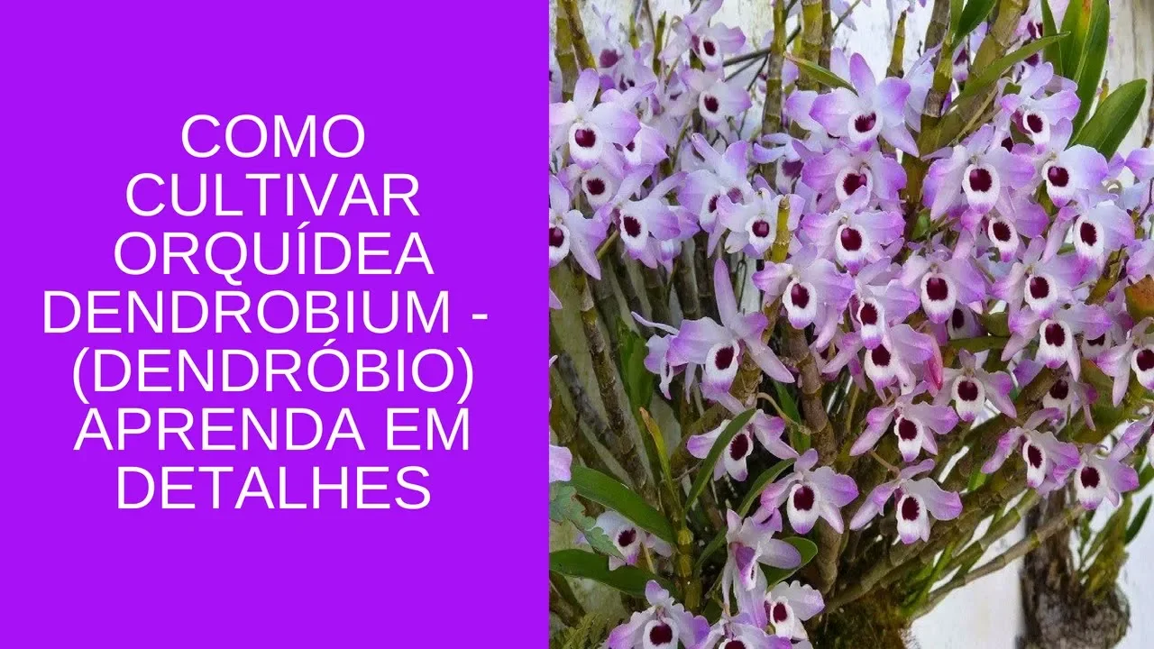 COMO CULTIVAR ORQUÍDEA DENDROBIUM COMO CULTIVAR ORQUÍDEA DENDRÓBIO APRENDA EM DETALHES