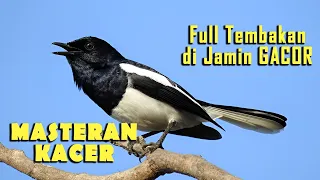 masteran terbaru murai batu nembak cililin kapas tembak lovebird full tembakan