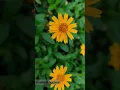 Download Lagu Beautiful morning..🥰 Pollen collection.. 🐝🐝  #ambadi_beefarm #beefood #beekeeping