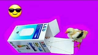 I Brought You The Easiest Bird Trap In History In One Step 