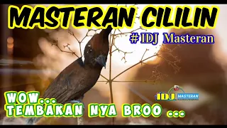 masteran burung cililin masteran burung cililin durasi panjang idj masteran masteran idj 