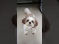 Lagu Dog Barking Video | Kyro the Shihztu🐕🎀