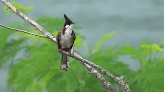                    دندنها