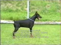 Dobermann Male Legendary Hargos V H Wantij - Holland