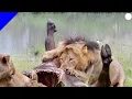 Download Lagu Leeuwengebrul betekent dood - Hun geheime taal ontcijferen | Wildlife
