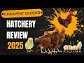 Hoovers Meyer Cackle Best Online Hatchery for Ordering Baby Chicks 7 Popular Sites Compared