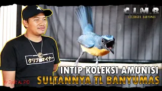 Download INTIP KOLEKSI MEWAH SULTANNYA TLEDEKAN BANYUMAS - MARKAS C.I.M.B MP3