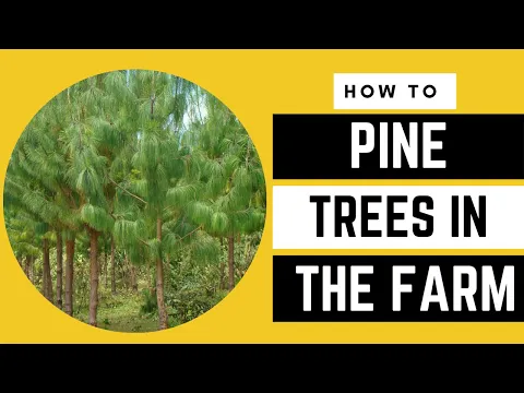 Download MP3 The PINE Tree REVOLUTION: A GAME changer for Our FARM | AFRICA FARMING (HOW TO ep 15)