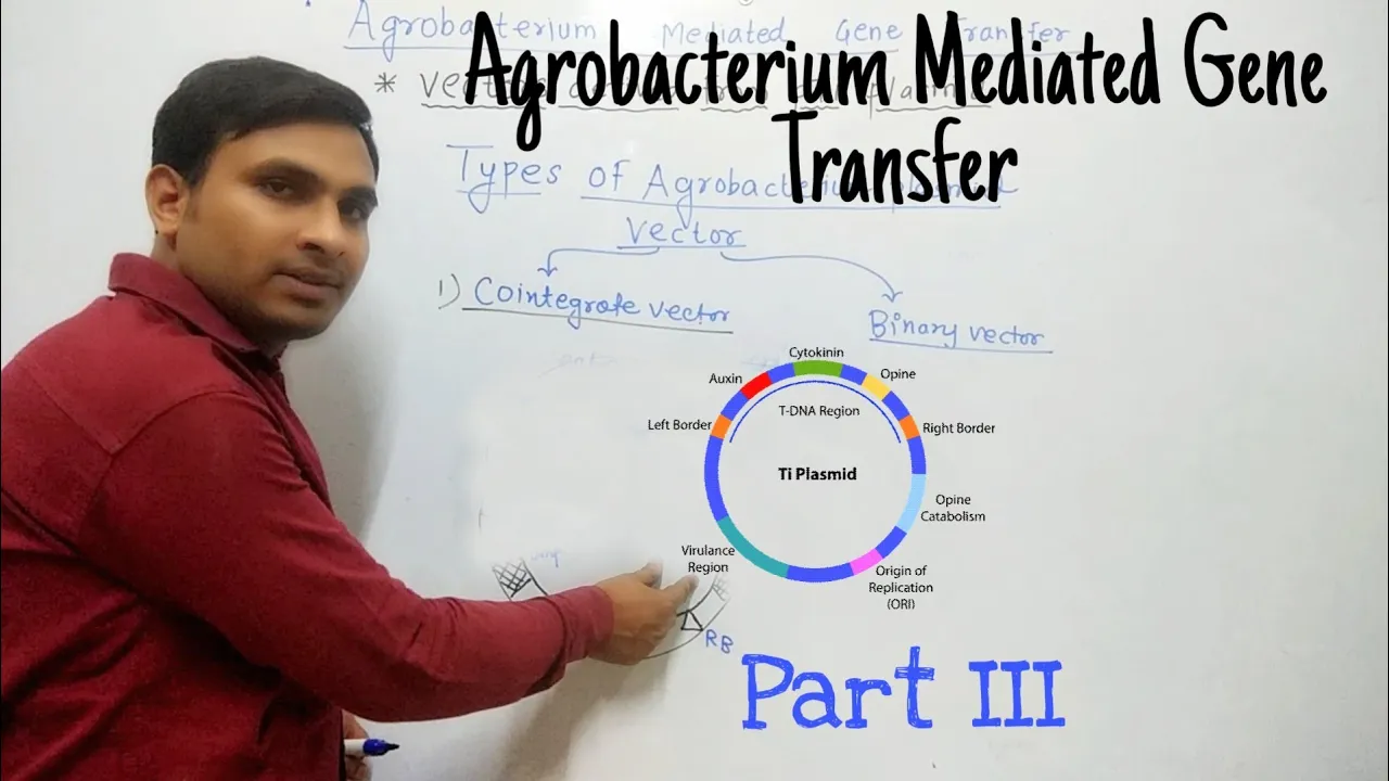 Agrobacterium Mediated Gene Transfer - Cointegrate and Binary Vector: Part 3 (Hindi)