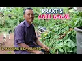 Download Lagu Tutorial Mudah Pembuatan Silase Tanpa Coper, Semua Bisa Langsung Praktek