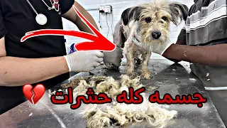 انقاذ كلب اصحابه رموه بالبحر !! في اي لحظه يمووت 💔