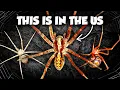 The Forgotten Venomous Spiders of the US