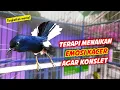TERAPI MENAIKAN EMOSI KACER AGAR KONSLET !! PANCINGAN DAN TERAPI KACER GACOR FULL ISIAN AGAR KONSLET