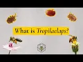 Download Lagu What is Tropilaelaps?