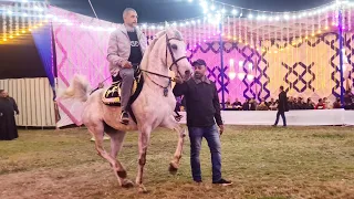 ورد اللبيدي و جمال رمضان حفلة الشيخ بدر الدبوس 2022 