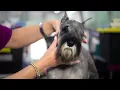 Best of Breed Minute Miniature Schnauzer