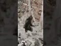 Download Lagu Bigfoot - Patterson/Gimlin Film - Stabilized, Zoomed, and Upscaled