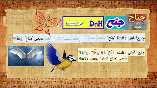 طيري يا نفسي جناح جنح ⲧⲛ ϩⲛ هيرو DnH چنح 𓆃 