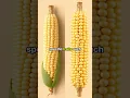 Download Lagu GMO Foods Explained: What You Need to Know in 2024