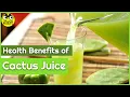 Download Lagu Health Benefits of Cactus Juice