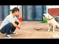 Download Lagu 9 Momen Troll Suara Terlucu yang Membuat Anjing Bingung