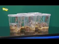 Insect Lore - School Kit Caterpillar Refill