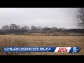 Bird flu outbreak forces mass chicken euthanasia in Wisconsin