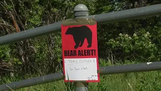 A man riding his bike is attacked by brown bear on an Anchorage trail