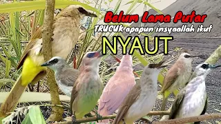 masteran handal buat pancingan trucuk supaya seketika langsung nyaut