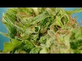 Alien OG Marijuana Strain