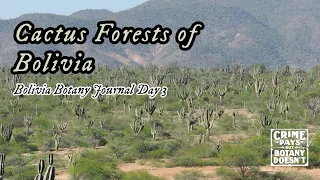 Cactus Forests of Bolivia - Bolivia Botany Journal Day 3