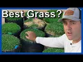Best grass seed what are ELITE grass seeds