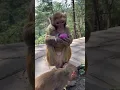 Download Lagu This Monkey Just Outsmarted Everyone! 🐒💡