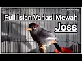 Download Lagu Video Burung Poksay Mandarin Gacor Full Variasi Mewah Pancingan Terbaru Poksay..