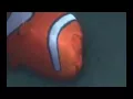 Finding Nemo reunion scene but Nemo says DAaaDddY instead