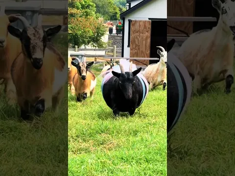 Bella is getting closer to meeting her babies! How many do you think? #katievanslyke #goats