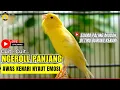 Lagu 🛑 LIVE 🎥  KENARI GACOR PANJANG JUARA Roll EMOSI Cuit cuit AMPUH Pancingan Kenari Paud Bunyi Ngeriwik
