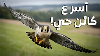 أسرع من سيارات السباق  أسرار صقر الشاهين المذهلة   دندنها