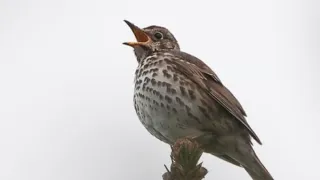 أجمل صوت و سكة سمن مجرب صوت مرتفع 